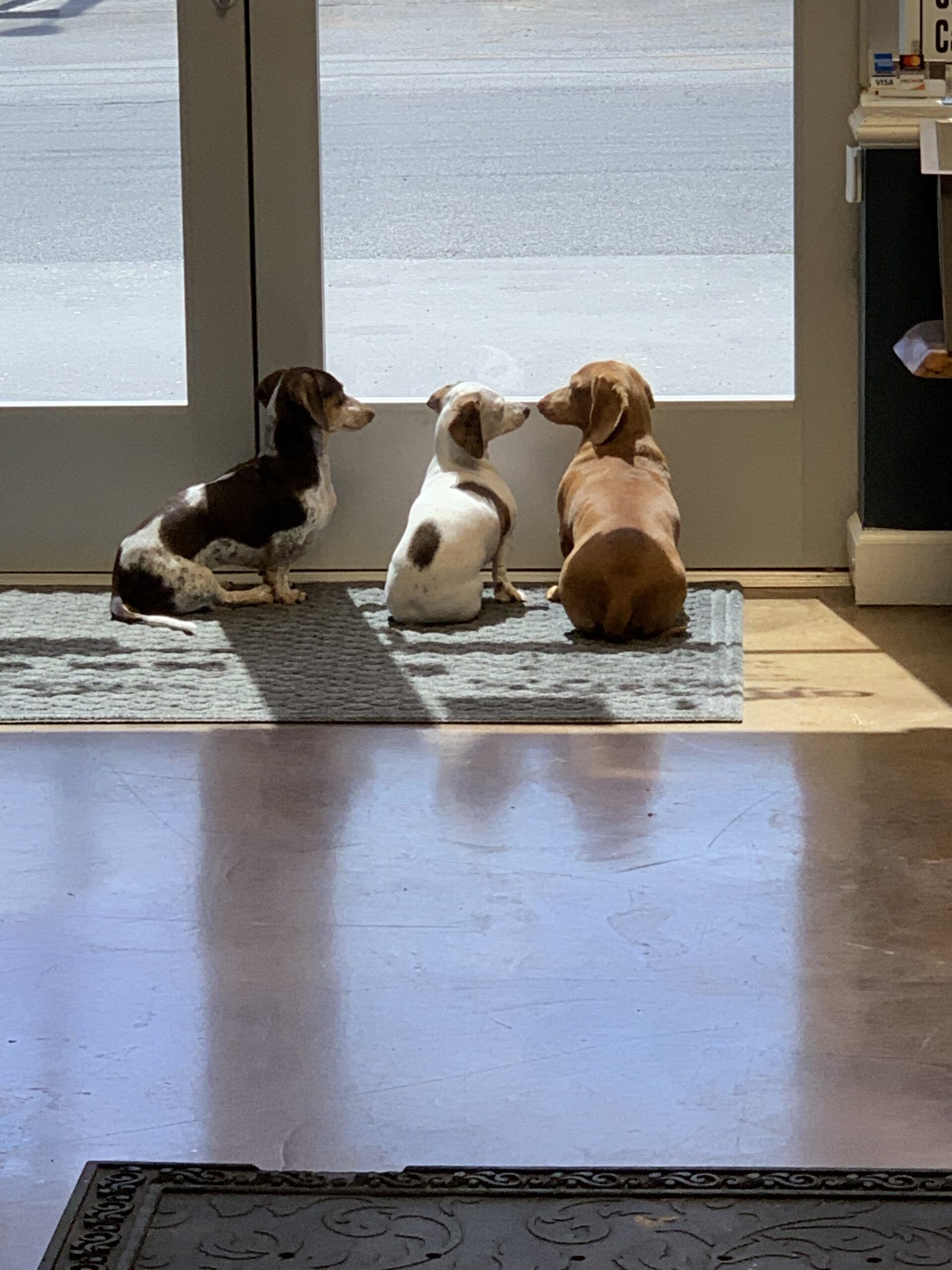 Oliver, Odie, & Otis